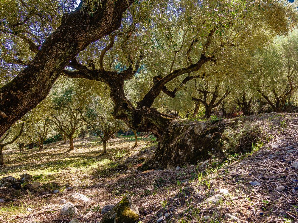 Olive Groves in Corfu