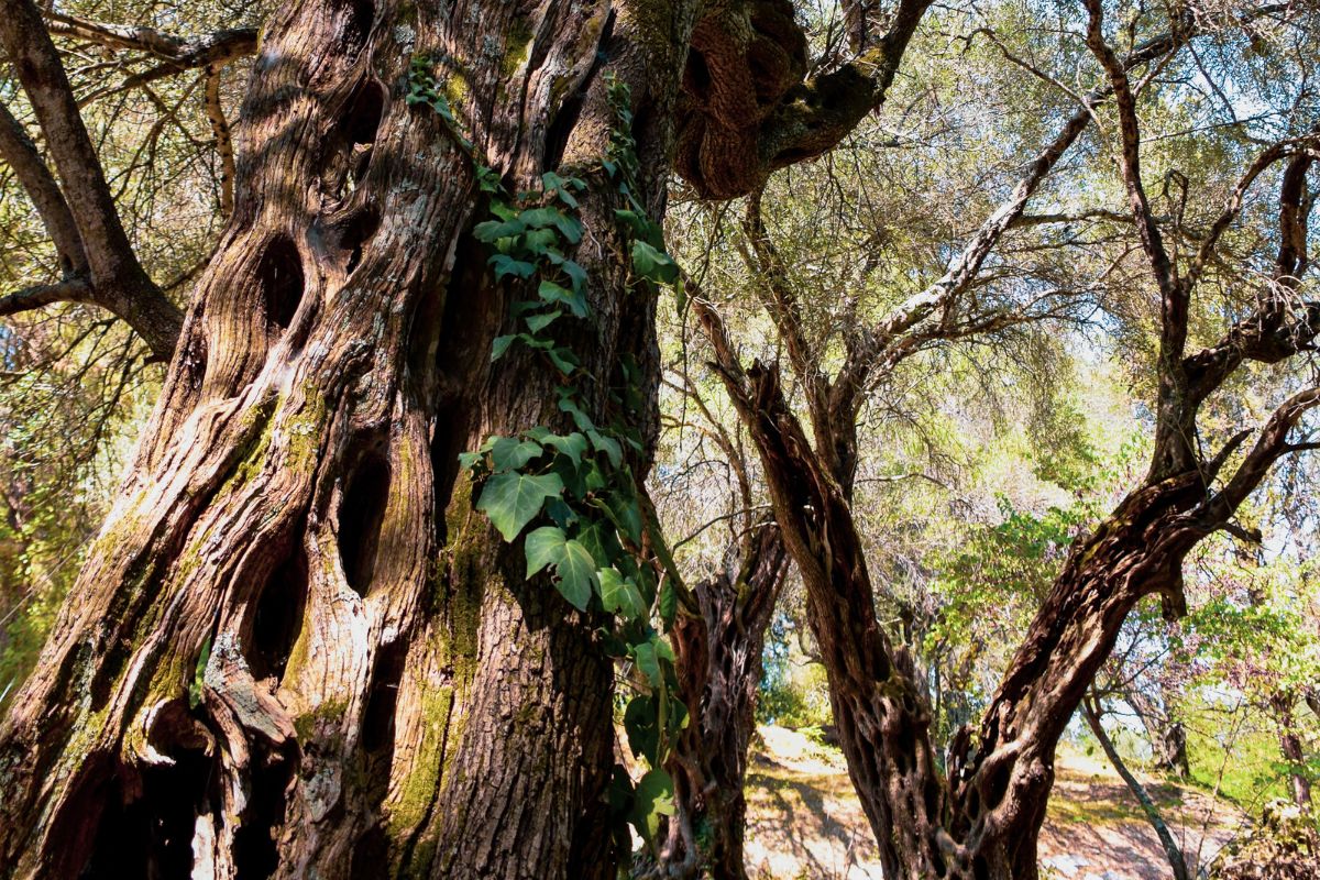 Olive Trees in Corfu