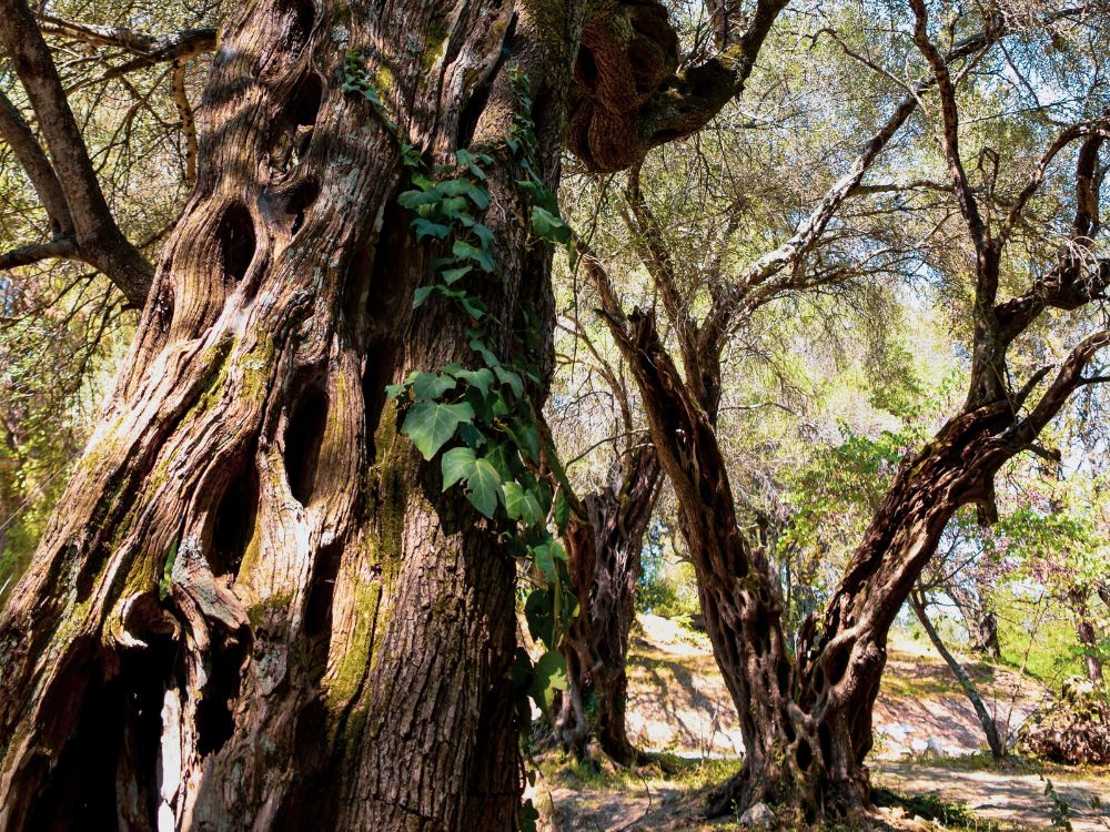 Olive Mill Private Tour